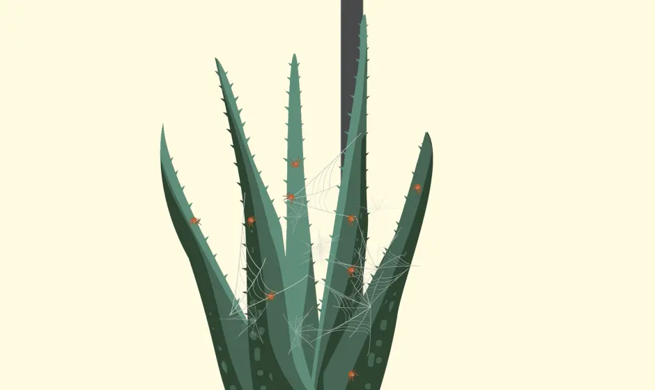 Finished vector of a houseplant covered with spider mites