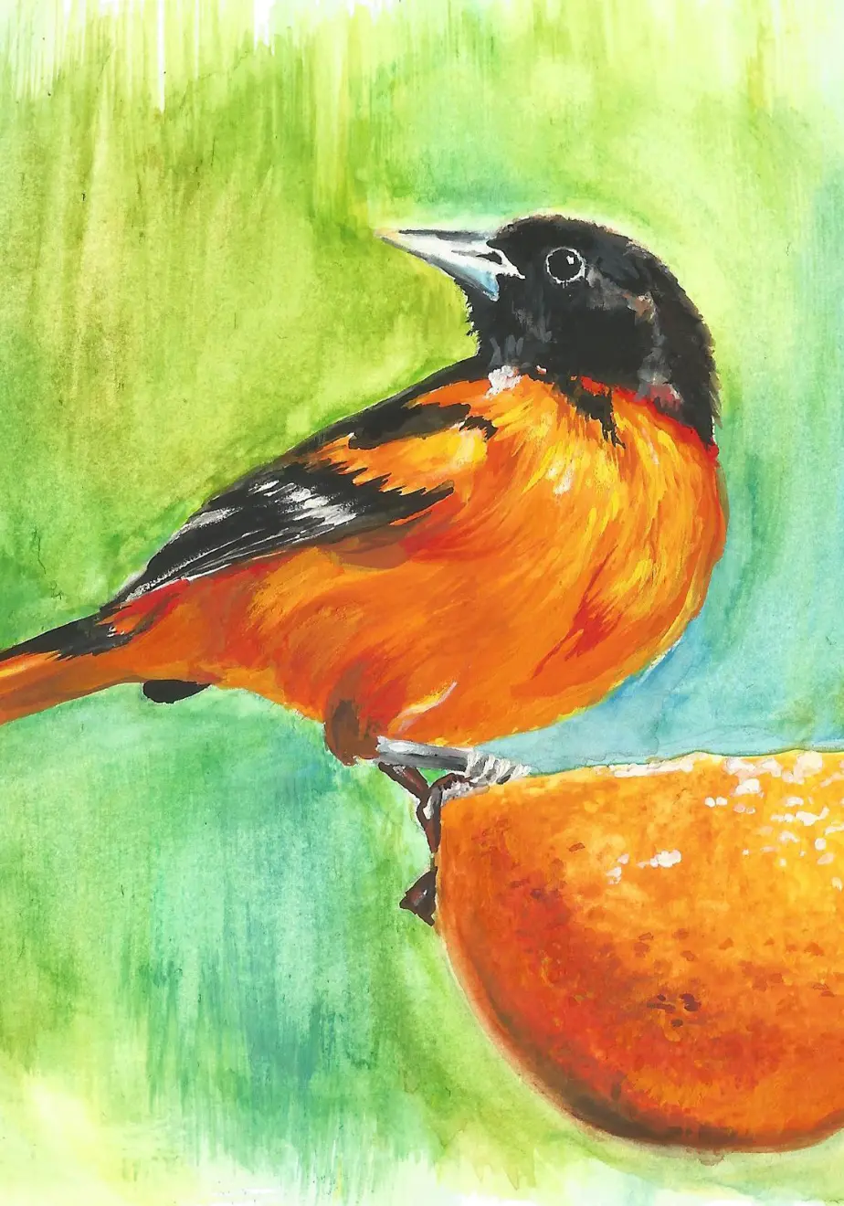 Gouache painting of an oriole standing on an orange.